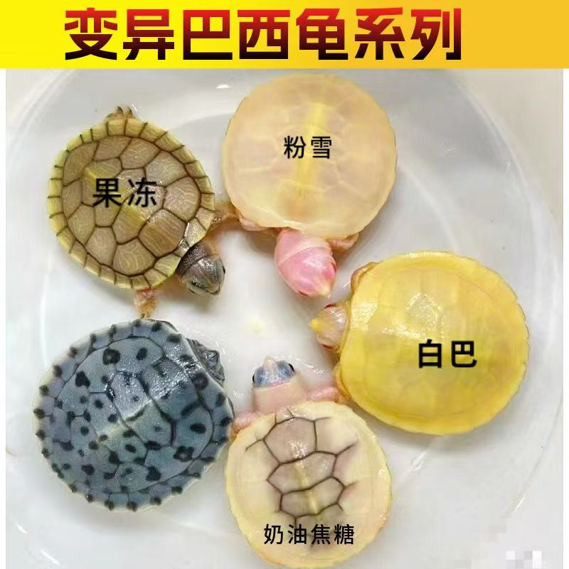 变异巴西龟闪购链接