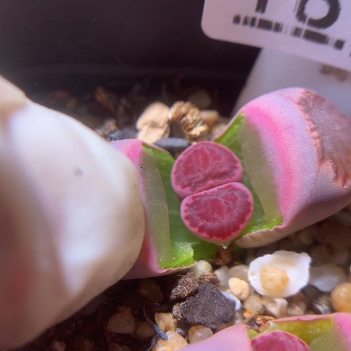 精品生石花218.181紫菊