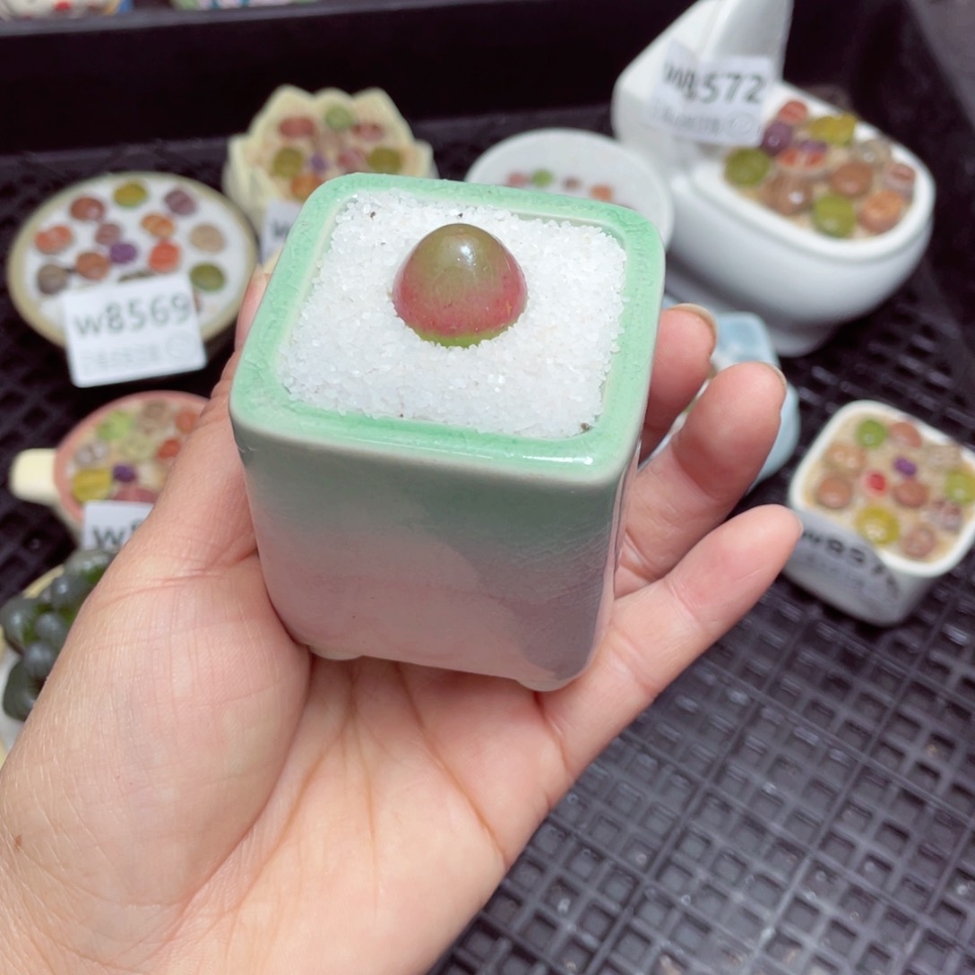 w8579-零下地区拍保温箱-15支持寄养