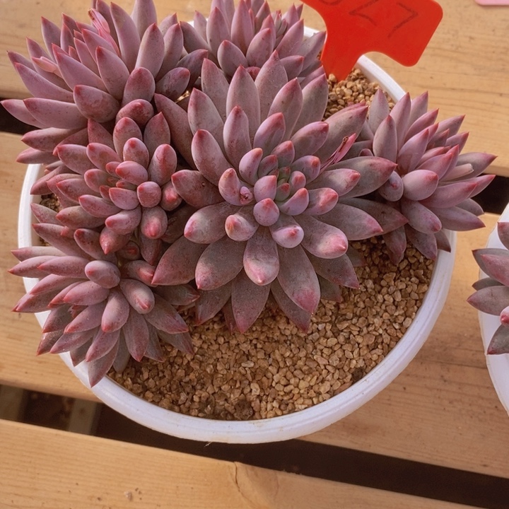 园***️你要的不是这条线