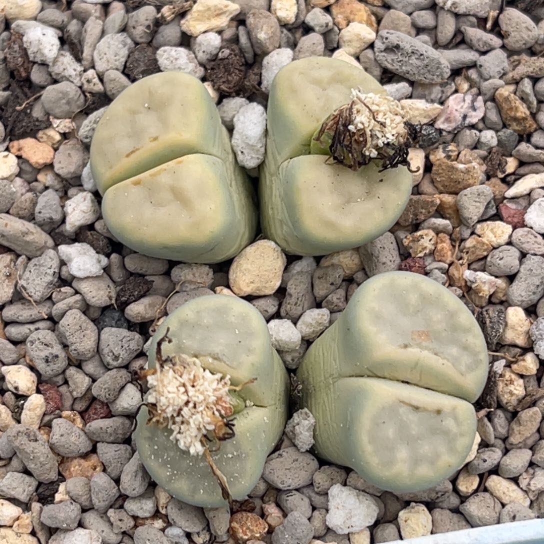 3833双头奶油寿丽两颗