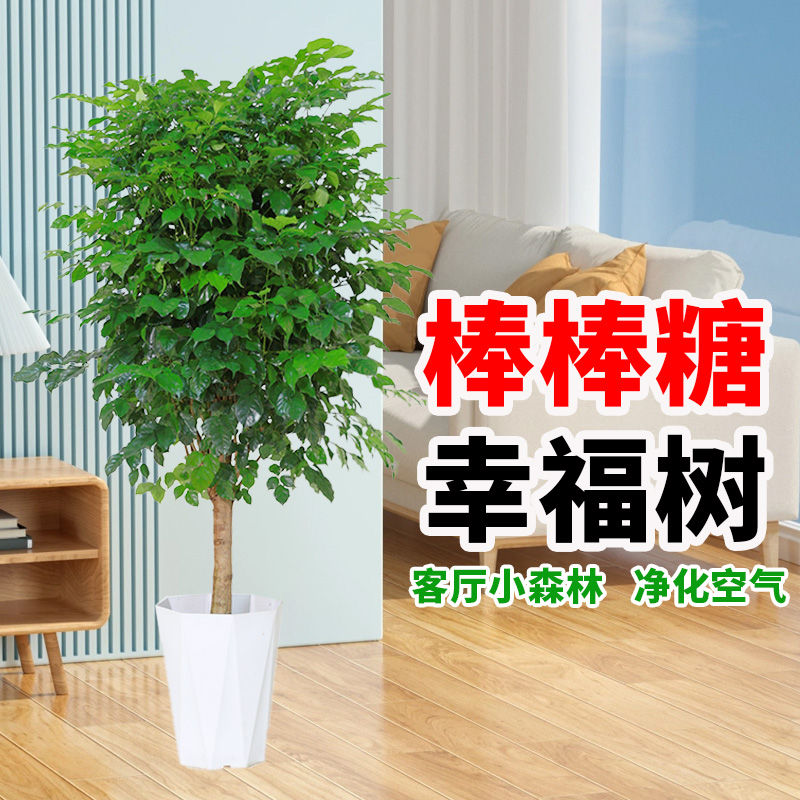 【顺丰送货上门】1.4-1.6米独杆棒棒糖幸福树室内外可吸醛净化空气