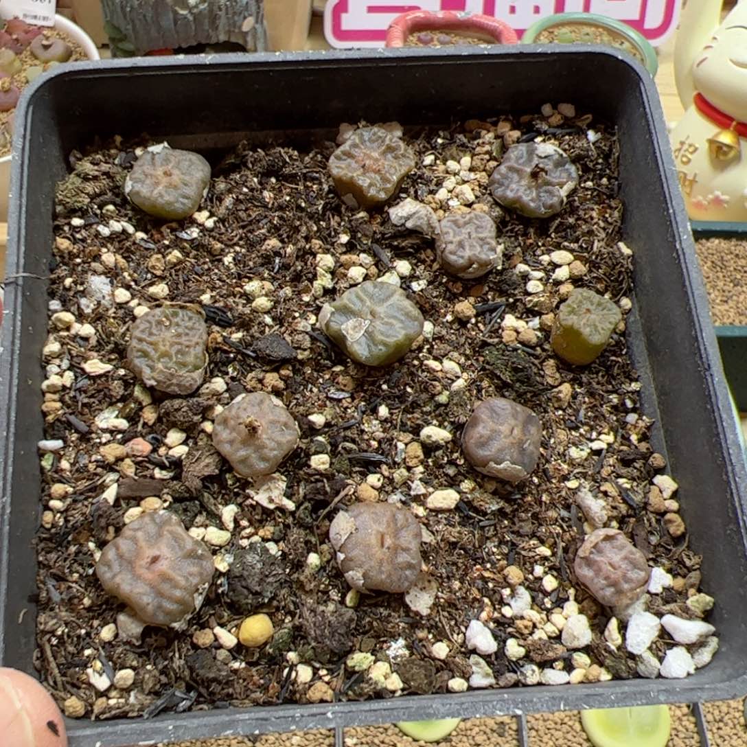 【闪购商品】277 烧麦 多肉