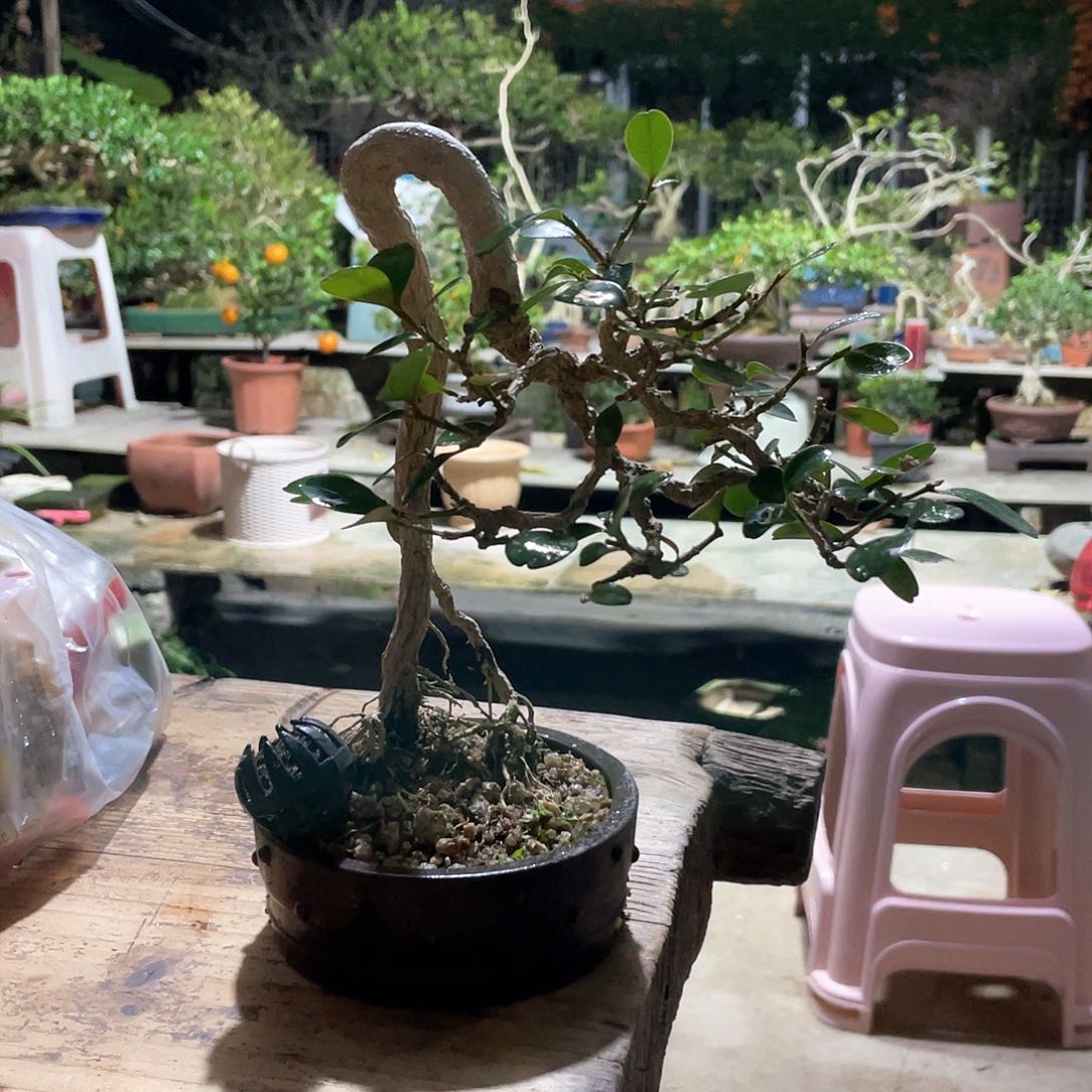 木谦**取海岛黄杨带盆包邮