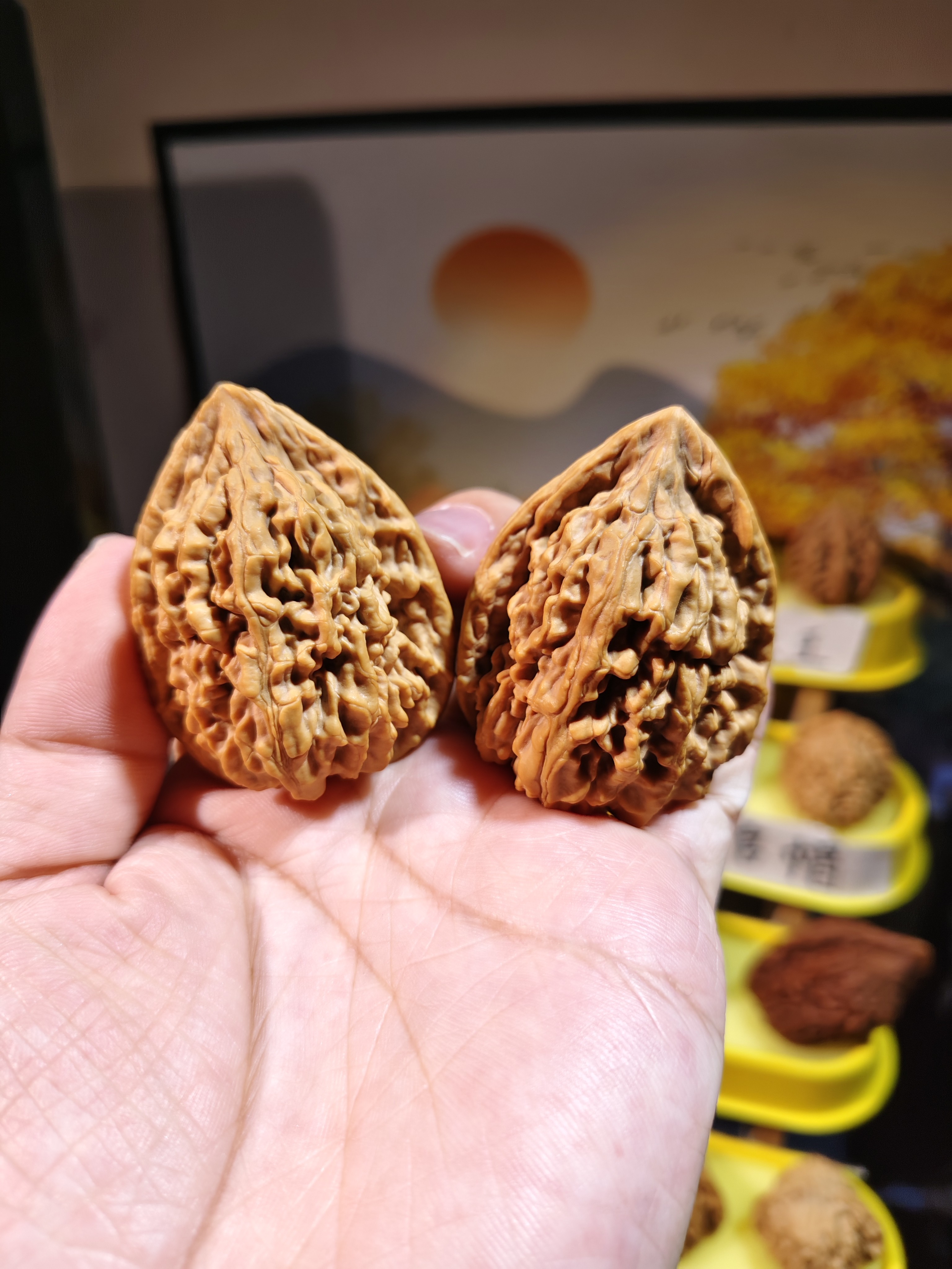 今年丹鸡的货头！边42肚41桩高56