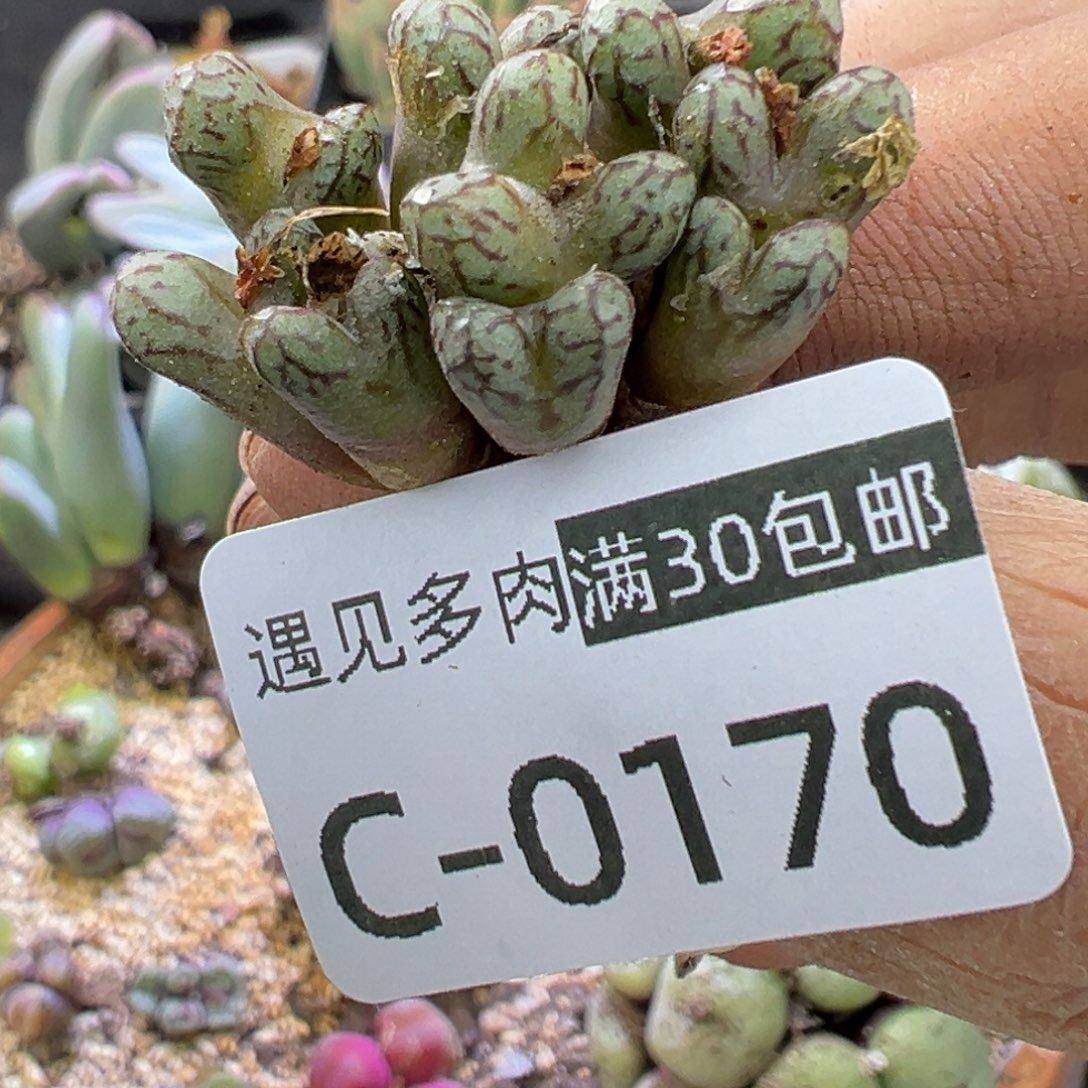 多肉植物1111111111111111