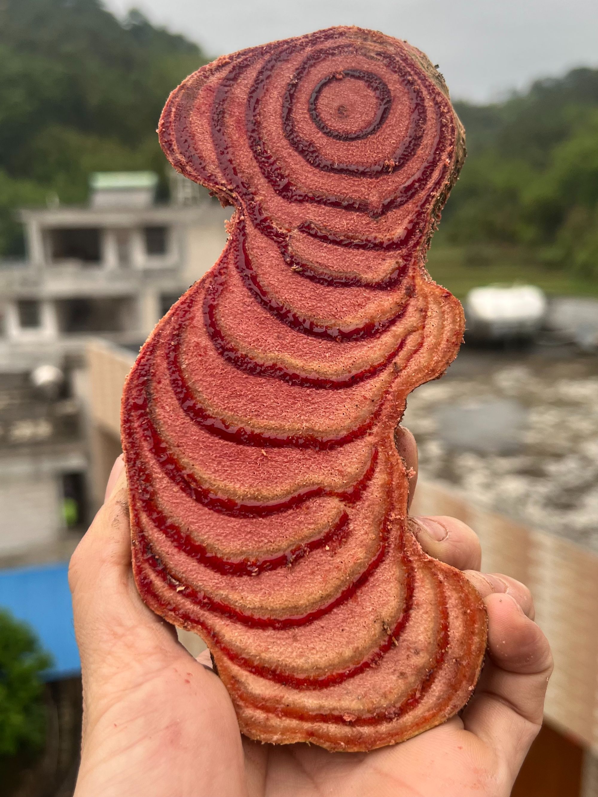 精选广西正宗野生小叶鸡血藤干片 精选中片 现场挑选