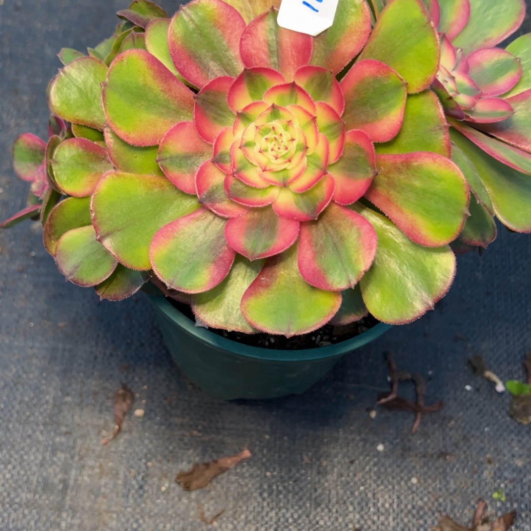 183荔枝炖肉植物洗衣