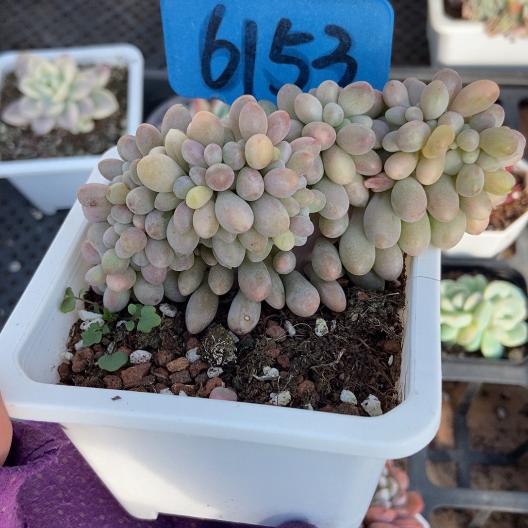 6153汤圆缀多肉植物多肉