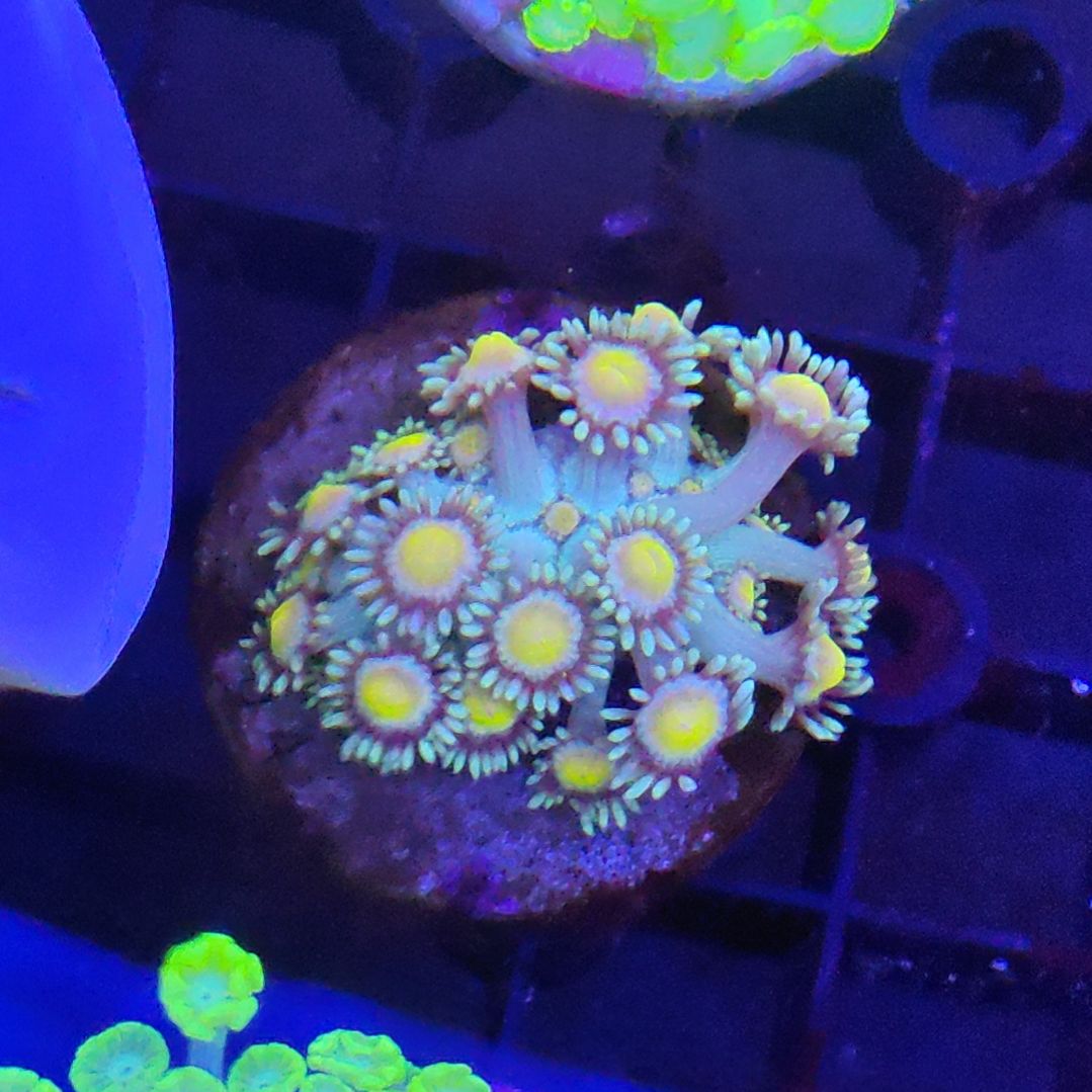 智海珊瑚不支持退货不包邮接受再下单