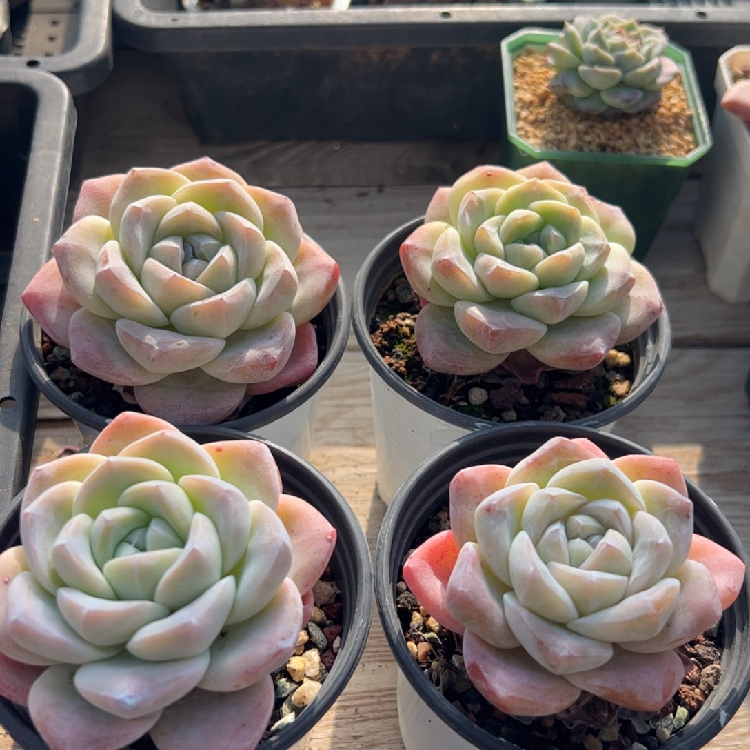 四颗冰玉包邮四颗