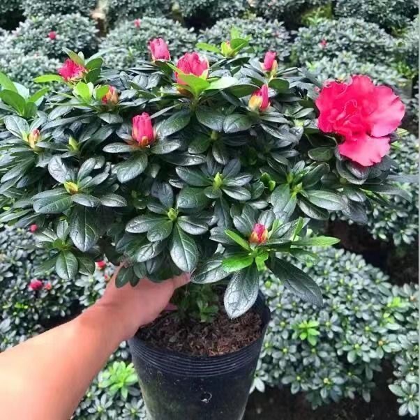 杜鹃花盆栽带花苞四季开花室内外阳台好养易活花卉绿植