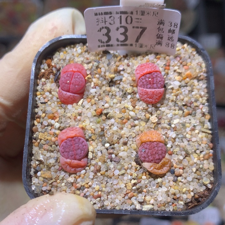 精品生石花310.337