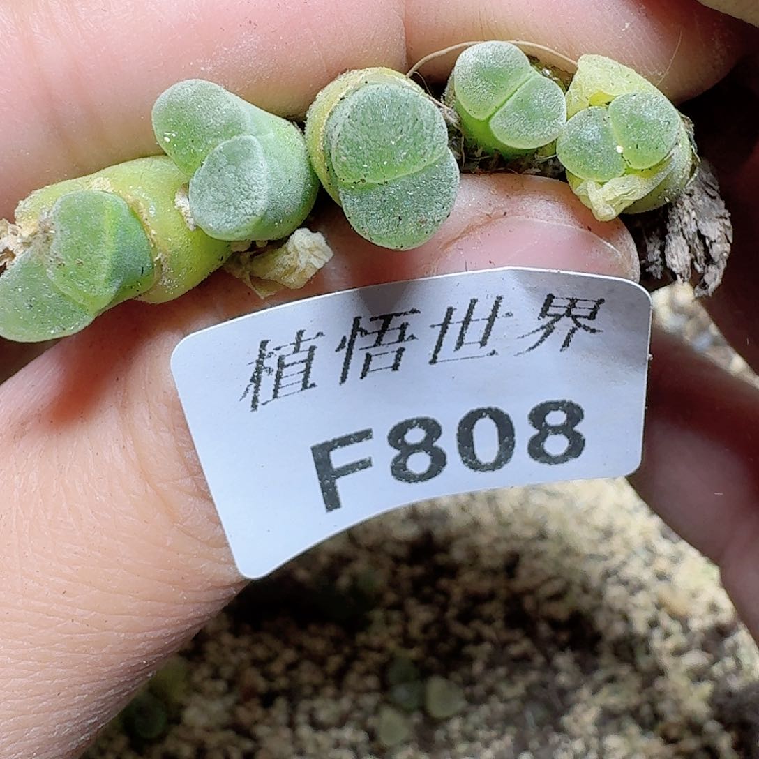 808号多肉植物哇c g