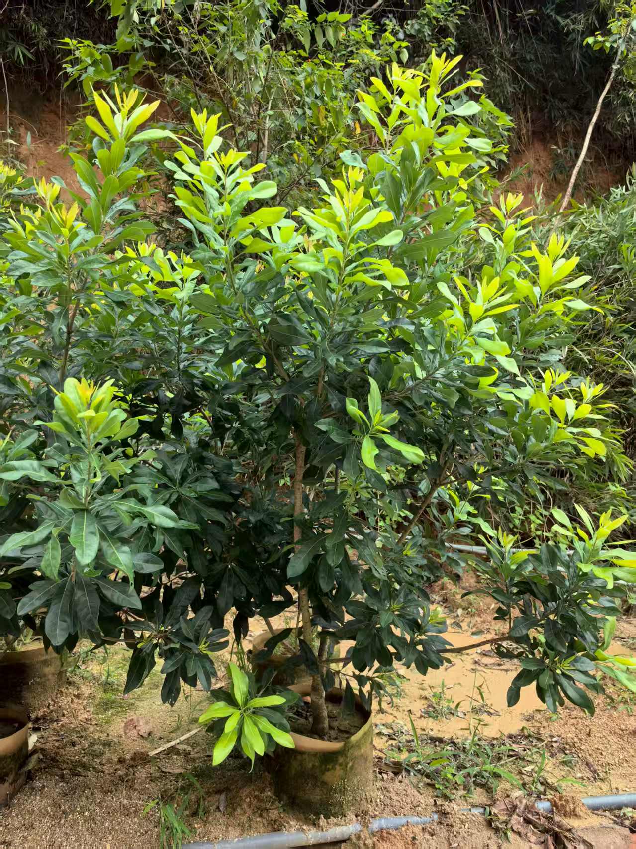 嫁接东魁杨梅盆栽观赏一树一拍