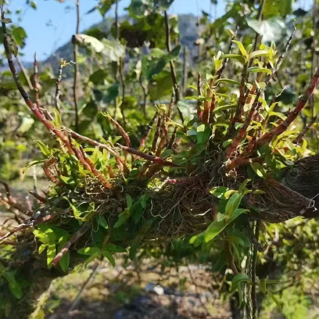 刘土地家【云南高山新鲜铁皮石斛条】