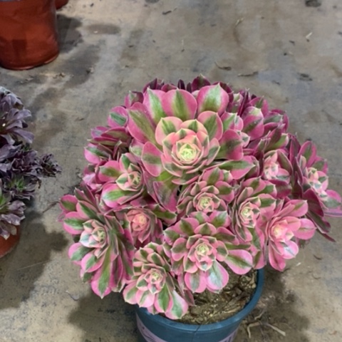 粉女巫多肉植物016