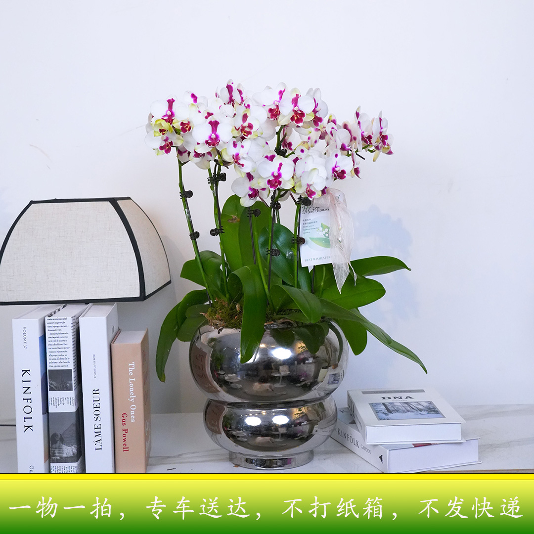 [精品蝴蝶兰11]蝴蝶兰定制江浙沪专车当日送达不发快递不打纸箱