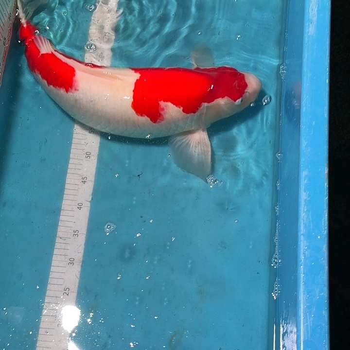 海水鱼红白专拍链接