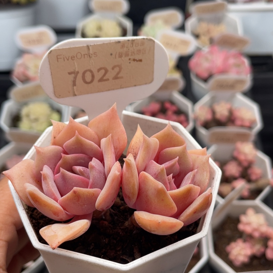粉蝶7022-6.0厘米