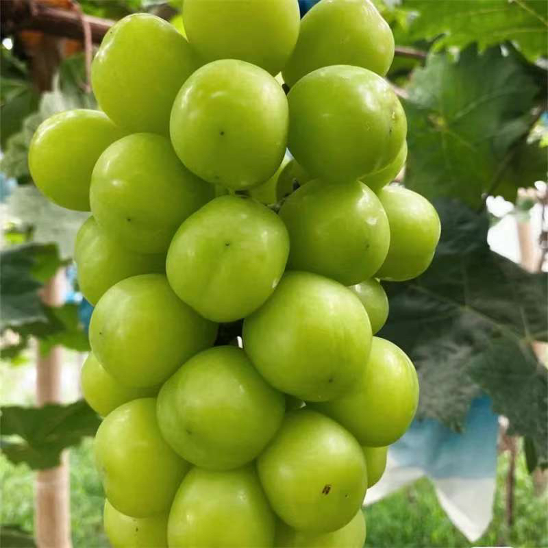 精品嫁接葡萄树苗抗寒耐冻可庭院种植地栽盆栽南北方种植苗