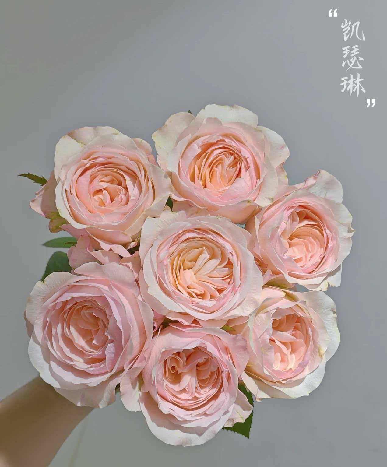 【凯瑟琳玫瑰】云南基地直发全场任意两单冷链快递包邮（到货先醒花）