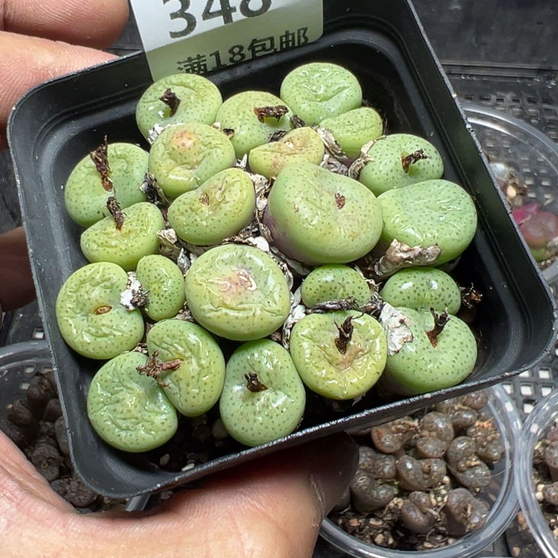 【闪购商品】 348。    