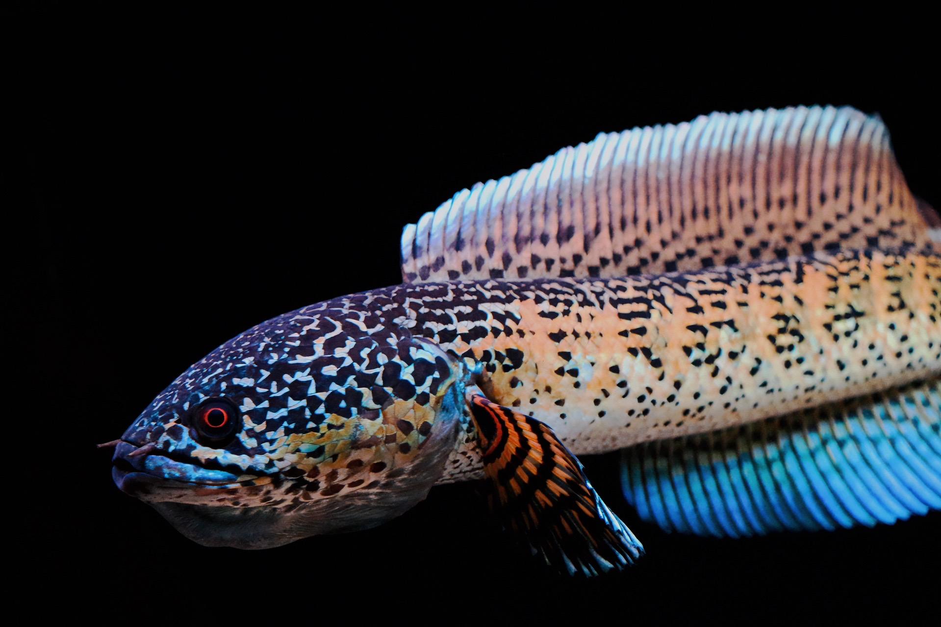雷龙鱼观赏鱼小鱼凶猛淡水好养活奶茶雷龙眼镜蛇雷龙