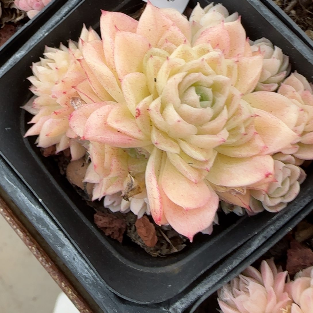 L*v花语逸境0216-539散