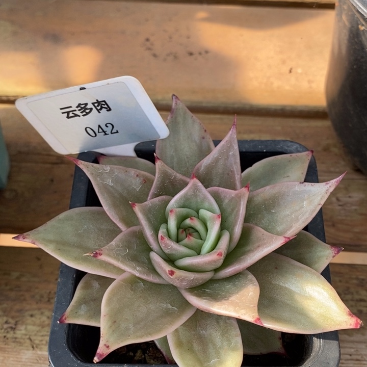 D042- 直播福利 虎皮星星锦