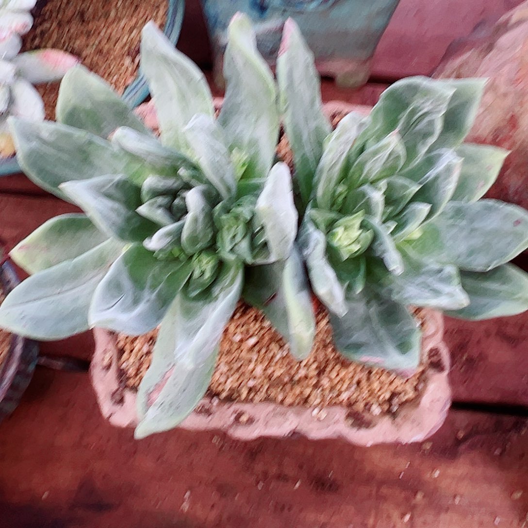 8916绿体苹果叶杂交