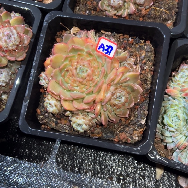 J***5精品多肉植物老桩