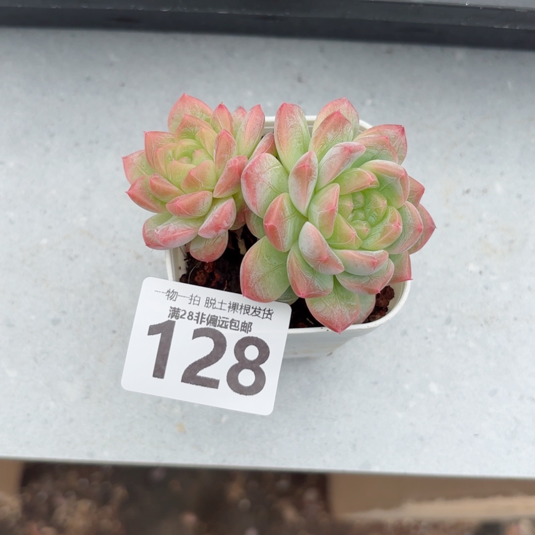 优选珍妮无盆土发货