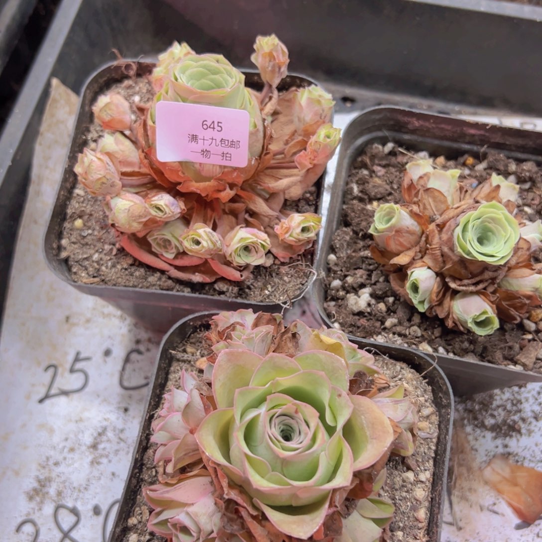 侧牙掉了不包损无售后645