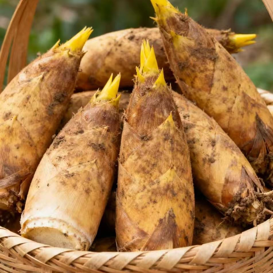 现挖新鲜冬笋高山黄泥拱两头尖毛竹笋江安产地直发应季蔬菜