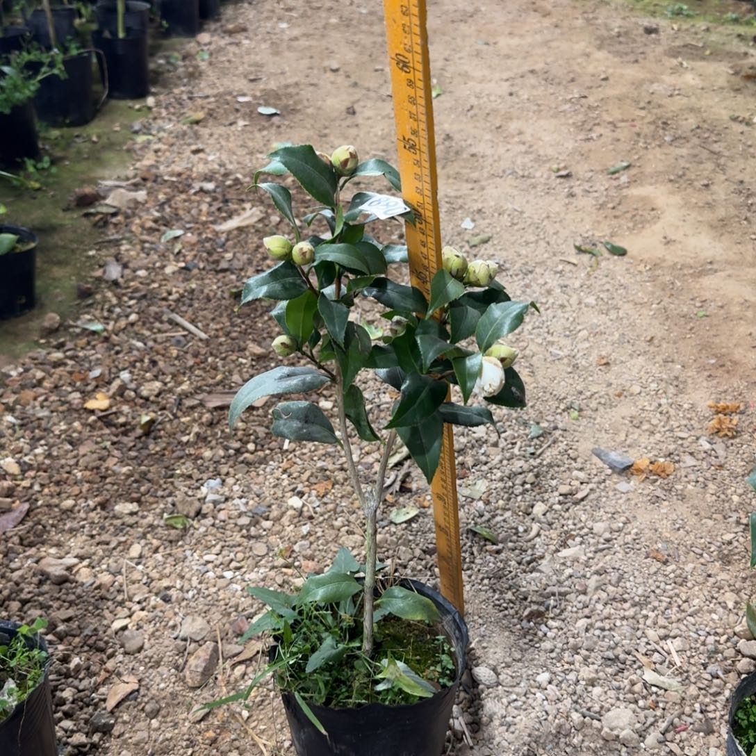 少量花朵（建议范围：2朵-5朵 或40%以下）880黄绣球