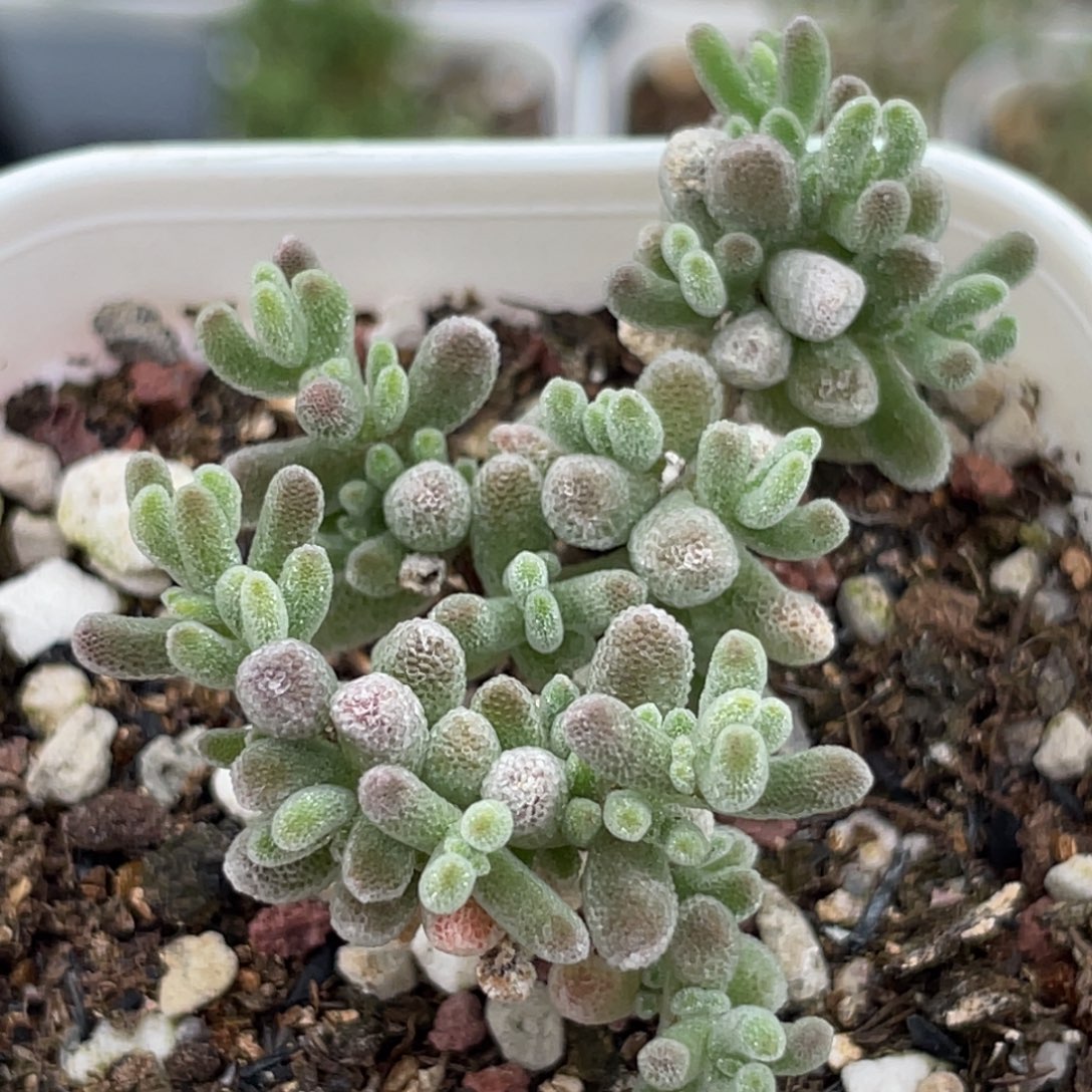 枝干一物一拍～13号