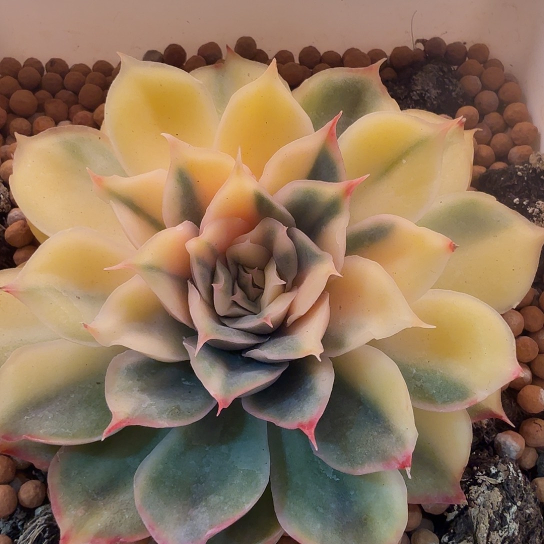 武仙座锦，多肉植物。