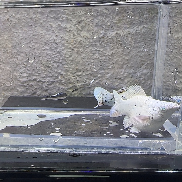 黑玛丽鱼奶牛玛丽。18号