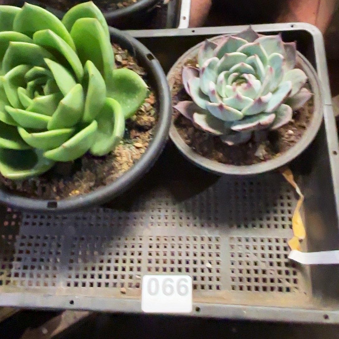 胖***容钩子哥福利专场066