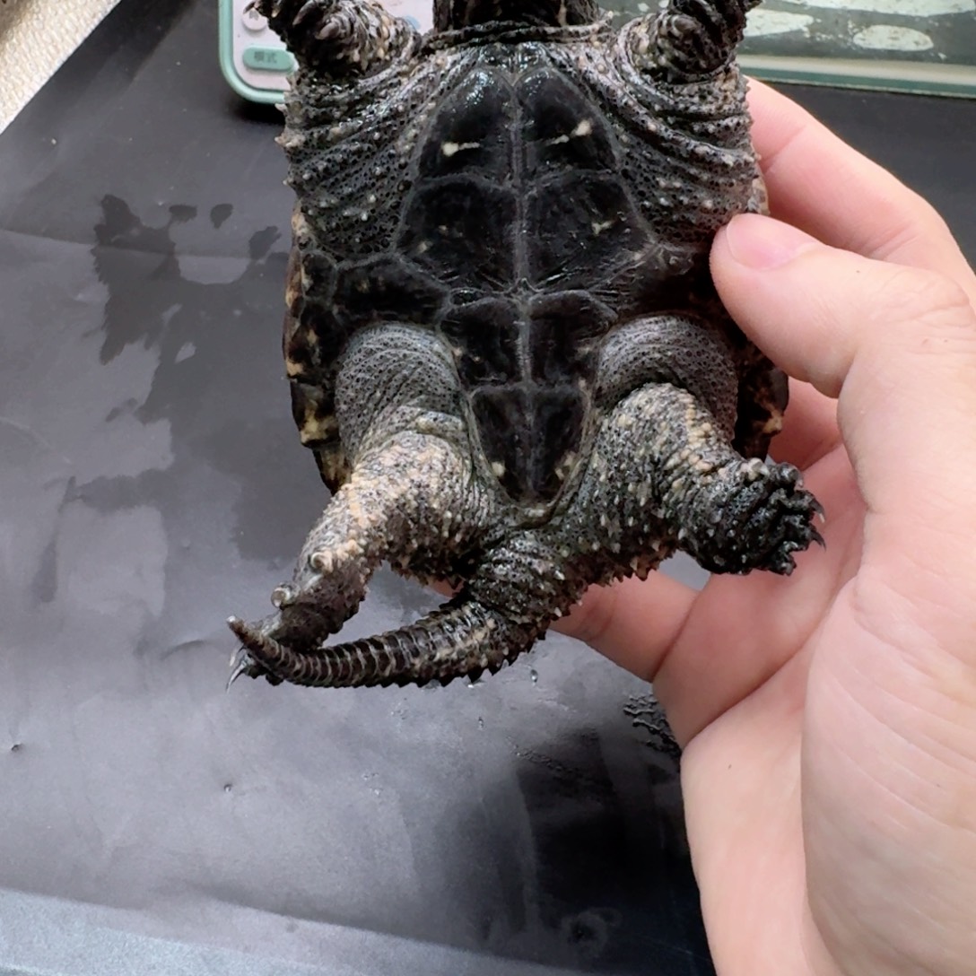 宠物龟不分公母111