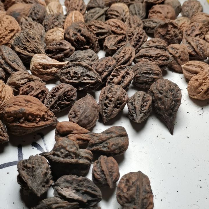 文玩核桃手串白*翁东北秋子异型籽30