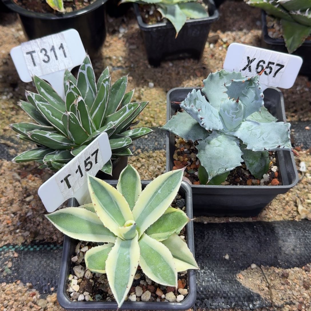 新手福利龙舌兰组合3颗脱土发