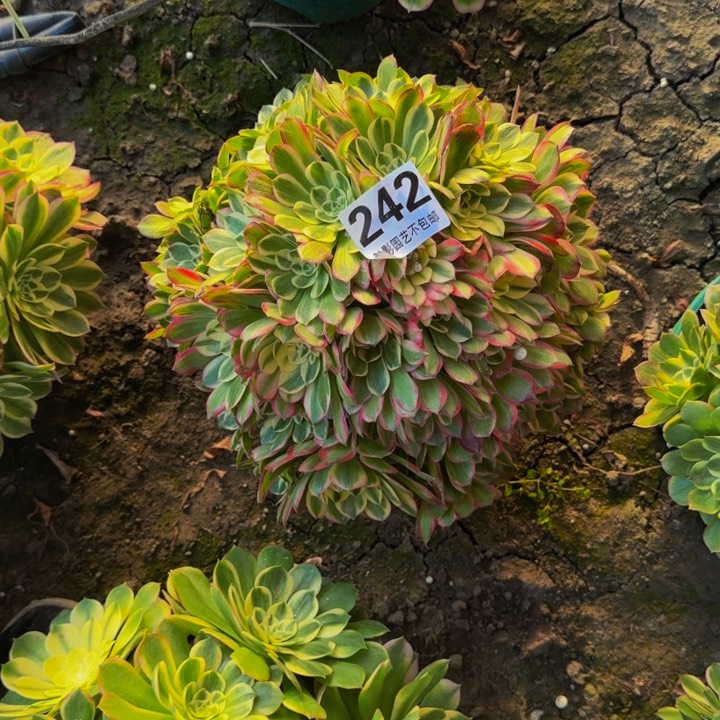 海王花27-18包邮花花