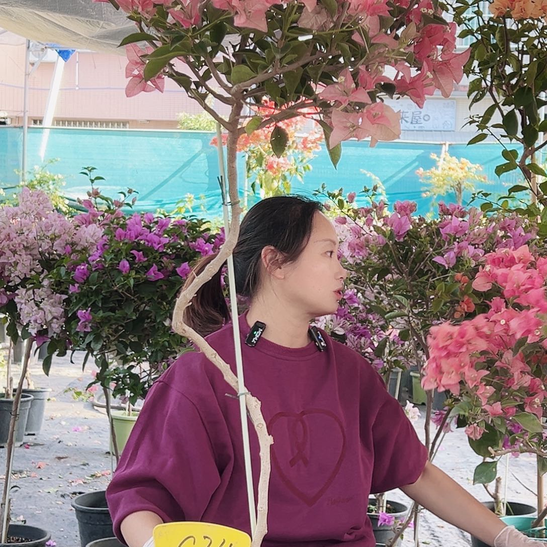 公***周大部分花苞少量开放C34卡雅塔