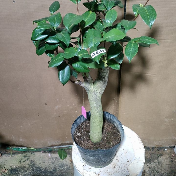 466白依莲，原盆原土发货，不包邮