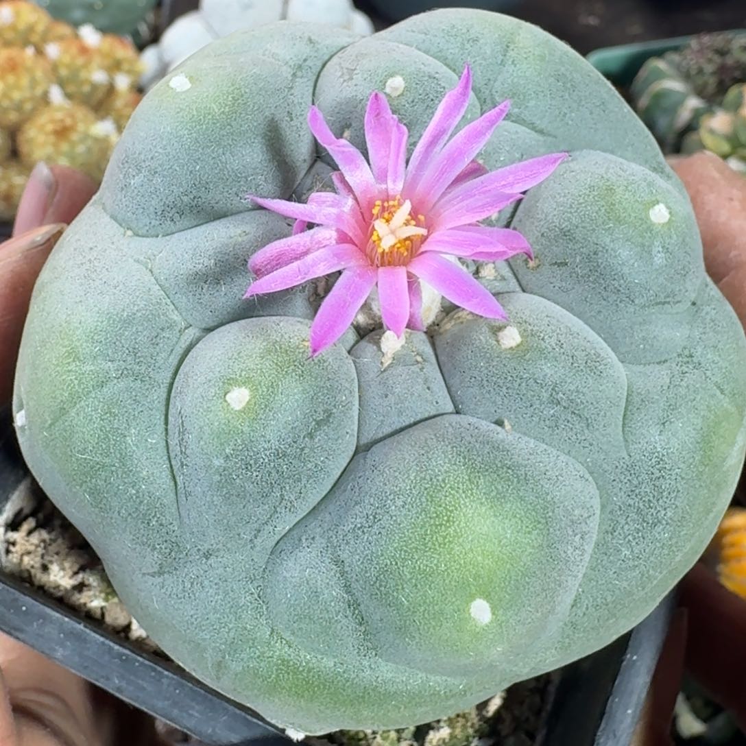 【闪购商品】仲永白肌带锦646