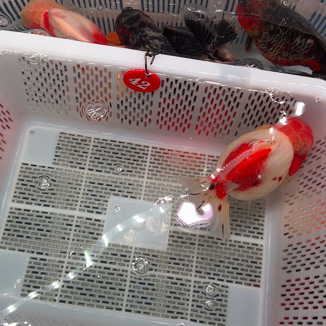 双***抖音上的小伙伴们都在说我的