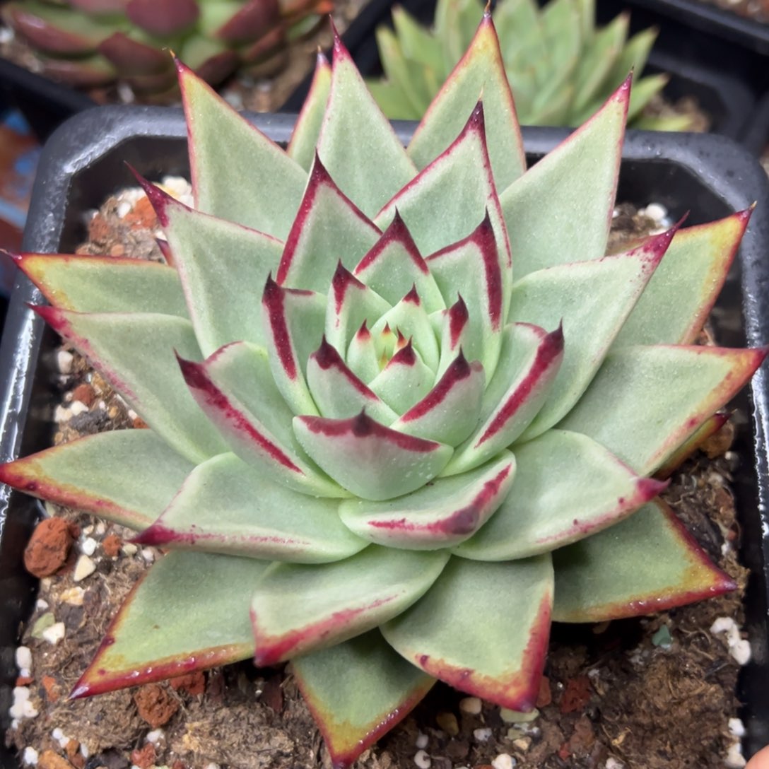 多肉植物一物一拍（11号）