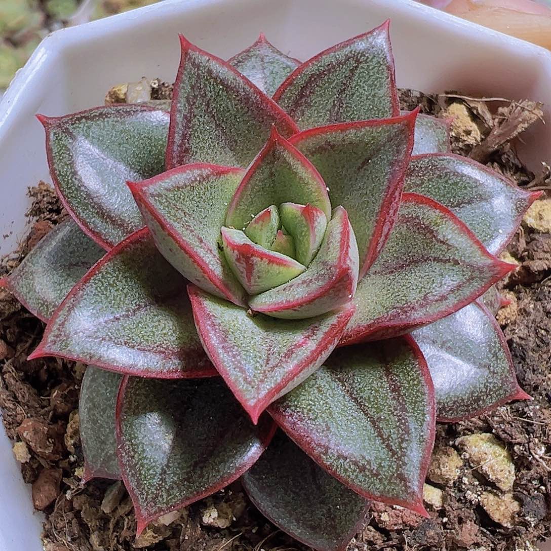 麒麟座19包邮多肉植物